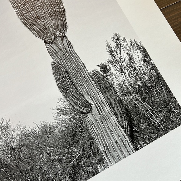 Original Black and White Cactus Photography 13x19 Wall Art Print. - Picture 3 of 3